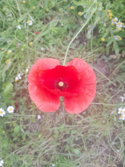 A top-down, slightly angled view captures a single red poppy in the center of the frame, its delicate petals unfurling against a backdrop of green foliage and smaller white and yellow wildflowers. The poppy's dark center is clearly visible, surrounded by its vibrant red petals. The environment appears to be a natural setting, possibly a field or garden, with the blurry background suggesting a shallow depth of field. The image is rendered in a soft, slightly hazy style, with a subtle glow effect around the poppy. The location is identified as Luka-Meleshkivska, Ukraine.