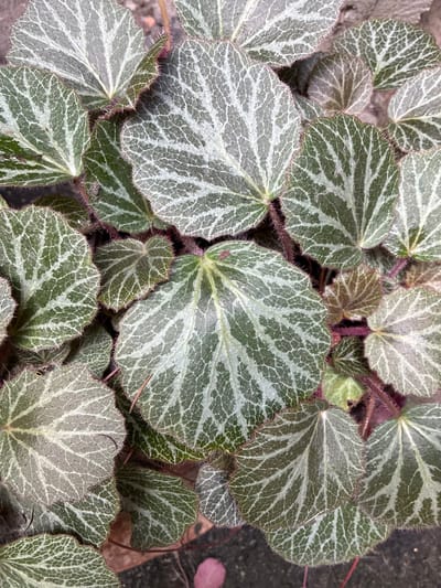 The image displays a close-up, overhead view of a cluster of plants with distinctly patterned leaves. The leaves are heart-shaped and exhibit a striking pattern of light green or silvery veins against a darker green background, creating a reticulated or web-like effect. The leaf margins are serrated and appear to have fine, reddish hairs. The stems are also reddish. The background consists of dark soil or mulch, with some lighter, indistinct elements that could be gravel or dead plant matter. There are no people or animals visible in the image. The environment appears to be an outdoor setting, possibly a garden bed or planter. No specific location in Chernoyarskaya, Russia, can be determined from the image.