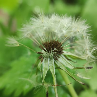 A close-up, shallow depth of field shot captures a dandelion seed head in Krutinka, Russia. The image focuses on the center of the seed head, revealing the dark, seed-bearing receptacle with numerous fluffy white pappus attached to individual seeds. Some seeds have already detached and are seen floating or resting on surrounding green foliage, which is blurred in the background, creating a soft bokeh effect. The environment appears to be a natural outdoor setting, possibly a park or meadow, typical of the rural landscapes found in the Krutinka region. No people are present in the image.