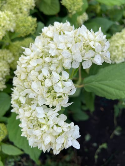 This media file is a close-up, high-angle shot of a cluster of white hydrangea flowers. The flowers are gathered in a panicle shape and are a delicate white with some subtle green hues and small brown specks on the petals. They are surrounded by blurred green leaves and what appears to be dark soil in the background, suggesting an outdoor garden setting. The lighting is natural and appears to be daytime, with soft illumination that highlights the texture and detail of the petals. The focus is sharp on the flowers, while the surrounding elements are out of focus, drawing the viewer's attention to the floral subject. There is no visible text, people, or animals in the frame. The scene evokes a sense of natural beauty and tranquility. The location context provided is Mrakovo, Russia.