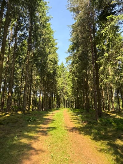 The image, rotated 90 degrees clockwise, captures a verdant forest scene under a clear blue sky, likely in Vessigebro, Sweden. The sky occupies the left portion of the frame. A path, composed of light brown earth and scattered green grass, extends vertically from the bottom towards the top of the image, narrowing as it recedes into the distance.
On the right side of the path, and extending from the bottom to the top, is a dense wall of tall coniferous trees, likely spruce or fir. Their straight trunks form a strong vertical element, and their green foliage creates a continuous canopy. Another line of similar trees is visible on the far left, creating a corridor effect. Between the path and the trees, and also along the path itself, is vibrant green grass and undergrowth.
Strong, bright sunlight illuminates the scene, suggesting late morning or early afternoon. The sun casts distinct, elongated shadows of the trees horizontally across the path and the grassy areas to the right, highlighting the texture of the ground and the uniformity of the tree trunks. The clear blue sky and bright sunlight indicate fair weather. No individuals, man-made objects, or discernible text are present in this tranquil natural setting.