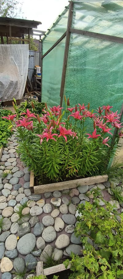 The image depicts a garden scene at the LMS Settlement, Russia. In the foreground, a raised garden bed is filled with vibrant pink lilies in bloom, with numerous buds still to open. The bed is bordered by smooth, grey river stones that form a pathway. Behind the lilies, a large structure covered with green netting stands, likely a greenhouse or a protective covering for plants. To the left of the greenhouse, a wooden structure with a peaked roof is visible, along with some white mesh material. The overall environment suggests a well-tended outdoor space, possibly a residential garden, with a focus on floral cultivation. No people are present in the image.