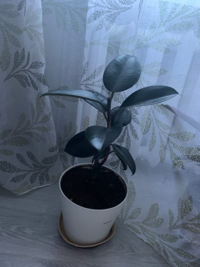 A dark green rubber plant, Ficus elastica, is positioned in a white ceramic pot on a light grey wooden surface, next to sheer white curtains with a repeating pattern of light green leaves. The plant has several large, glossy, dark leaves and a visible stem. The pot is resting on a light-colored saucer. The overall scene appears to be indoors, near a window, with the curtains providing a backdrop. The lighting suggests it might be daytime with diffused light coming through the window. There are no people or animals present in the image. The image does not contain any information that allows for the identification of its location within the city of Volchansk, Russia.