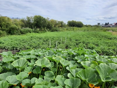 An overcast sky looms over a field of dense, leafy green plants in Большое Сорокино, Russia. The foreground is dominated by the broad, lobed leaves of what appear to be pumpkin or squash plants, some with bright orange flowers peeking through. Beyond this lush foreground, the field continues with rows of shorter green plants, possibly potato plants, marked by several white stakes. In the background, a line of dense green trees forms a backdrop, with buildings and houses visible through the foliage. The overall scene depicts a cultivated agricultural area within a semi-urban or rural setting.