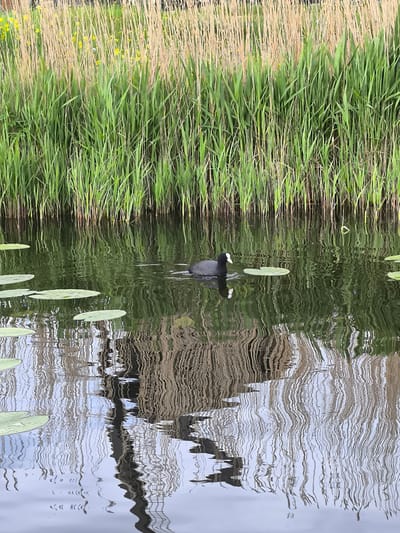The image shows a body of water, likely a canal or pond, with tall reeds and grasses growing along the bank. A black bird with a white beak and frontal shield, identified as a coot, is swimming in the water. Lily pads are scattered on the water's surface. The water's reflection is distorted, obscuring the details of the background, but vertical lines suggest a structure like a bridge or lamppost reflected in the water. The location is Oudorp, Netherlands, based on prior knowledge or context.
