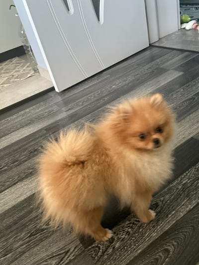 The image shows a fluffy, light brown Pomeranian dog lying on a dark grey wooden floor. The dog is facing towards the camera, with its head turned slightly to the right. Its fur is very full and appears soft. The dog's eyes are dark and appear to be looking at something off-camera. Its paws are visible, with white tips on its claws.
The floor has a wood grain pattern and appears to be laminate or a similar material. To the left of the dog, a portion of a light grey piece of furniture is visible. It has a smooth surface with some subtle linear indentations. In the background, further to the left, there is a hint of a white door or cabinet with some decorative elements.
The lighting in the image suggests it was taken indoors, possibly during the daytime, as there are no strong shadows indicating artificial light. The overall mood is casual and domestic. There is no visible text in the image. The location context provided is Boboshevo, Bulgaria.