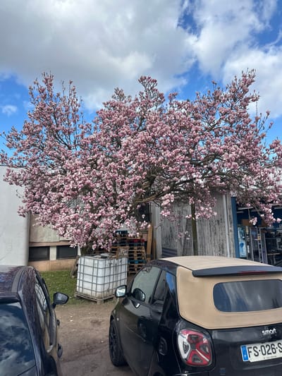 The image displays an outdoor scene in Neuilly-Plaisance, France, under a sky with scattered white clouds against a blue background. A large, deciduous tree covered in numerous pink blossoms, indicative of a magnolia, occupies the central and upper portions of the frame. Its branches extend horizontally across the scene.
In the background, two structures are visible. To the left, a portion of a light-colored building with two rectangular, horizontal windows is present. To the right, an industrial-style building features a weathered, possibly metallic facade and a partial blue sign. Between these structures, beneath the tree, industrial materials are stored: a white, grid-patterned intermediate bulk container (IBC) sits on a wooden pallet, and several stacks of additional wooden pallets are visible. A small area of green grass is present near the base of the left building.
Two vehicles are parked on a dirt or gravel surface in the foreground. On the right, a black Smart Fortwo Cabriolet with a beige soft top is angled towards the viewer, displaying its rear section and a French license plate reading "FS-026-S". On the far left, the front-left quarter of another dark-colored vehicle, including its side mirror, is partially visible. No individuals are present in the scene.