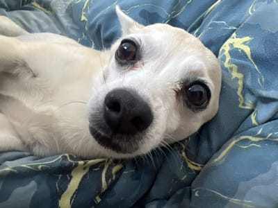 A close-up shot shows the face of a light-colored dog lying on a blue blanket with a yellow abstract pattern. The dog's eyes are large and dark, and its nose is black and wet. The dog's head is tilted to the side, and its ears are perked up. The blanket is soft and textured, with folds and creases visible. The lighting is soft and diffused, creating a warm and inviting atmosphere. The image is taken from a low angle, making the dog appear larger and more prominent. The overall impression is one of comfort and relaxation. No information is provided regarding the city of Kulishi, Ukraine.