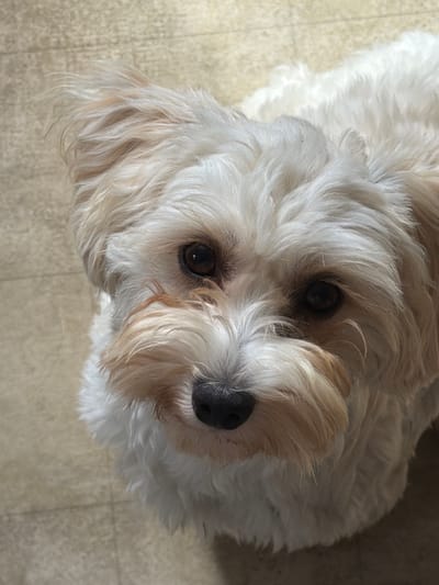 A close-up shot shows a small, light-colored dog with fluffy fur and dark eyes. The dog is looking directly at the camera. Its fur has hints of tan and white. The background appears to be a tiled floor. The image does not provide any information about the city of Dobratycze, Poland, or any specific location within it.