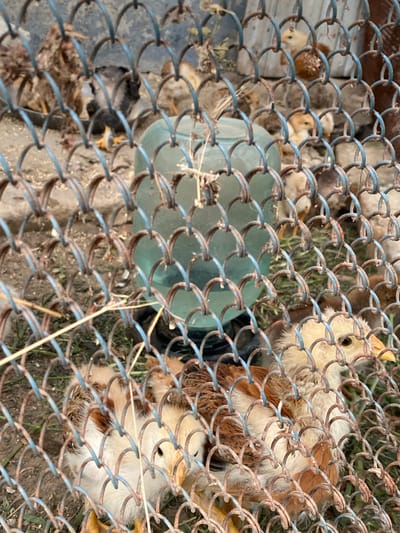 In Cairaclia, Moldova, within a fenced enclosure constructed from rusted metal mesh, a group of young chickens are gathered. A large, teal-colored plastic water dispenser with a blue base sits in the center of the enclosure. The ground is a mixture of dirt and sparse grass, with some dry straw present. The chickens, varying in shades of white, brown, and black, are visible through the fencing. Some are clustered near the water dispenser, while others are dispersed throughout the pen. The overall scene depicts a rural farm setting.