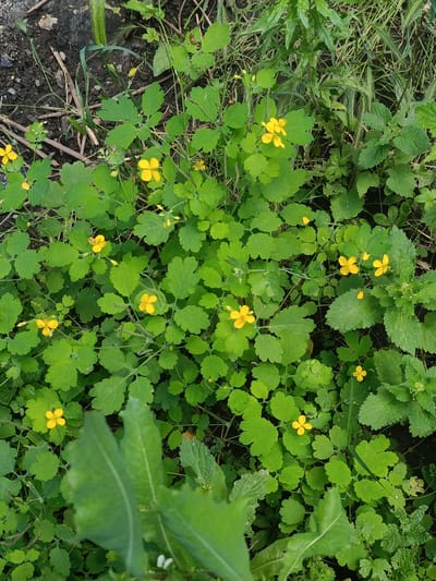 The image shows a cluster of bright yellow flowers with green leaves growing in a patch of soil, likely outdoors. There are also other green plants and some dry grass visible. The scene appears to be a natural, possibly uncultivated area. The provided location of Ust-Dzheguta, Russia, suggests this is an outdoor scene within that city. There are no people, animals, or specific objects like buildings or vehicles visible in the image. The focus is solely on the flora.