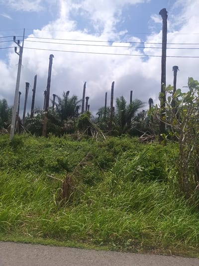 The image depicts a landscape in Khian Sa, Thailand, dominated by the remnants of felled or damaged palm trees. The trees stand as tall, bare trunks, some with remnants of foliage at the top. In the background are remaining palm trees, indicating the location was likely a palm plantation. A dense layer of ground vegetation covers the area below. Power lines and utility poles are visible in the upper left, indicating proximity to infrastructure. A paved road runs along the bottom edge of the frame, suggesting a roadside view. The sky is partly cloudy.