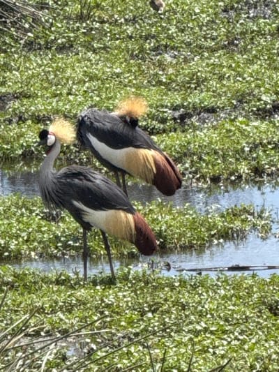 The scene depicts two Grey Crowned Cranes (Balearica regulorum) standing in a wetland environment within Mti Mmoja, Tanzania. Both birds exhibit dark grey body plumage, white and pale yellow primary and secondary wing feathers, and reddish-brown tertial and tail feathers. Their heads feature a distinctive golden bristly crown, red facial patches, and black and white markings. The cranes are positioned on slender, dark legs amidst dense, low-lying green aquatic vegetation. Interspersed throughout the vegetation are areas of shallow, still water, reflecting a light blue hue from above. No human subjects or man-made objects are visible.