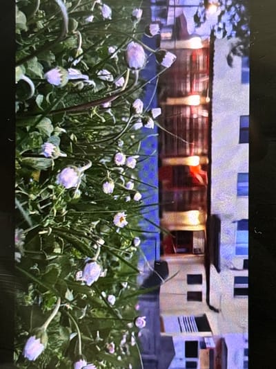 The image captures an outdoor scene at what appears to be evening or night, featuring a dense cluster of light-colored flowers in the foreground against a backdrop of buildings. The flowers, resembling small daisies or similar blossoms, are predominantly white to pale lilac, many with petals partially closed, and are supported by green stems and foliage.

In the midground and background, several multi-story buildings are visible, suggesting an urban or suburban setting. These structures exhibit various window configurations, and some of the windows or interior spaces are illuminated with warm, yellow-orange light, strongly indicating the time of day is after dusk. The building architecture appears functional and residential or mixed-use.

The scene presents a juxtaposition of nature and urban development. No people are visible, nor are any specific activities taking place. The overall atmosphere is quiet and still. There is no discernible text in the image. The location is Wolverhampton, United Kingdom.