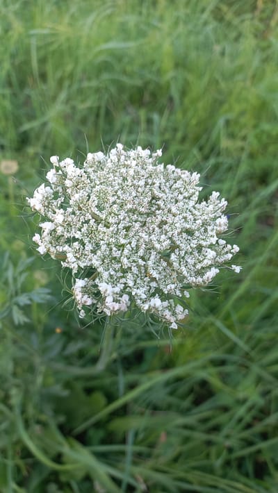 A close-up, vertical shot captures a delicate, white flower cluster resembling Queen Anne's Lace. The flower is the central focus, with its intricate arrangement of tiny white blossoms and wispy green stems. The background consists of out-of-focus green grass and foliage, suggesting an outdoor setting, likely in a natural or park-like area. The lighting appears soft, possibly indicating early morning or late afternoon. The image was taken in the village of Chyshchitsy, within the Streshinski Sel'sovet, Belarus. There are no people or discernible human activity in the frame.