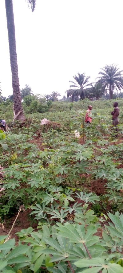 This vertical shot captures an agricultural landscape in Omagwa, Nigeria, under an overcast sky. The scene is dominated by lush green vegetation, primarily young cassava plants, which cover the foreground and middle ground in neat rows, suggesting a cultivated field.
In the background and to the left, several tall palm trees are visible, with one prominent, thick-trunked palm tree anchoring the left side of the frame. Further back, a dense mix of tropical foliage and more palm trees forms a natural backdrop.
Two individuals are present in the middle ground, standing among the cassava plants. The person on the left wears a reddish-orange top and darker bottoms, partially facing away from the camera. The second individual, positioned slightly to the right, is shirtless, wearing dark trousers, and faces right. Their presence suggests involvement in farming activities, though no specific action is depicted. Near the person in the reddish-orange top, a small white chicken is visible on the ground.
Other objects include a pile of plant material or debris at the base of the large palm tree on the left, and a white sack or container lying amidst the plants near the center-right. The ground is visible as reddish-brown earth in patches between the plants.
The bright, white sky indicates either an overcast day or perhaps early morning/late afternoon light, without strong shadows. The overall impression is one of rural life and agricultural labor in a tropical environment.