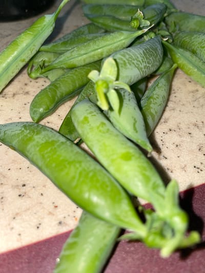 The image presents a close-up, top-down view of several fresh green pea pods, arranged loosely on a two-toned surface. The pods are vibrant green, some exhibiting lighter green patterns or streaky textures across their surfaces. Many of the pods still retain small, light green tendrils or remnants of blossoms at their tips, suggesting they are newly harvested.

The background surface is divided. The majority, particularly in the foreground and center, is a light, possibly beige or off-white material, speckled with numerous tiny dark grains, resembling a natural stone countertop. To the right and in the upper background, there is a contrasting area of a solid, dark reddish-purple or maroon color, which could be part of another countertop, a cutting board, or a placemat.

The image captures a still life arrangement of the peas, with no discernible activity occurring. The lighting suggests an indoor setting, but there are no specific cues regarding the time of day or weather. Some pods in the foreground are sharply in focus, while others towards the edges and background are softer. No text is visible in the media file.