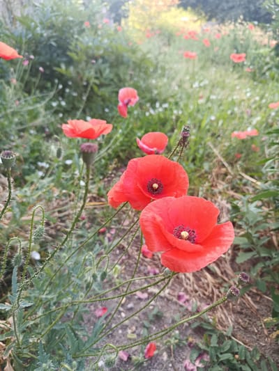 In the city of Starokostiantyniv, Ukraine, an outdoor scene features a close-up view of several bright red poppies in a field. The poppies are the primary subjects, with two in sharp focus in the foreground, showcasing their delicate petals and dark centers. Surrounding them, other poppies and green foliage are visible, some in focus and others blurred, indicating a natural, uncultivated setting. The ground is covered with dry leaves and sparse green plants. The lighting suggests it is daytime, possibly late afternoon, with a soft, diffused light. There are no people or animals present in the image.