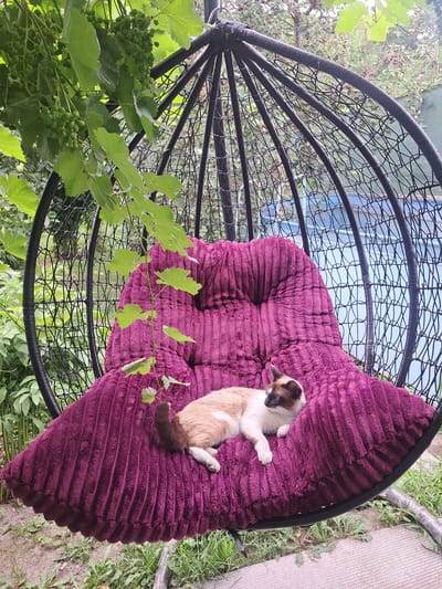 A Siamese cat rests on a plush, purple cushion inside a black, egg-shaped hanging chair. The chair is positioned outdoors, with lush green foliage and unripe grapes visible above and to the left. The background shows a fence and what appears to be a body of water. The scene is set in a garden environment.