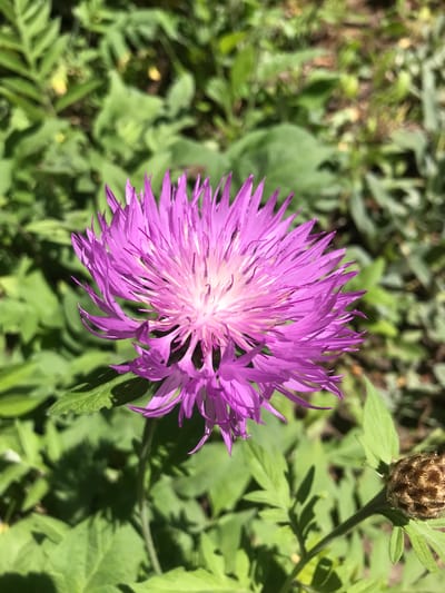 A close-up, eye-level shot depicts a vibrant purple flower with elongated petals and a white center. The flower is in focus, contrasting with the blurred green foliage in the background. A brown, closed flower bud is present in the upper right corner, attached to a green stem with leaves. The lighting suggests an outdoor, daytime setting, with sunlight casting shadows on the surrounding vegetation. The location is Petrykiv, Ukraine.