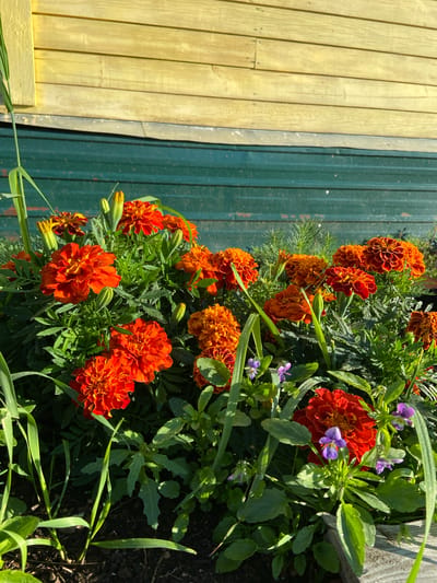 A vibrant cluster of orange and red marigolds blooms in the foreground, with delicate purple pansies interspersed among them. Green foliage surrounds the flowers, some leaves glistening with dew. Behind the flowers, a weathered, light yellow wooden wall with horizontal planks is visible above a dark green corrugated metal fence. The scene appears to be an outdoor garden setting in Aginskoye, Russia, bathed in bright sunlight.
