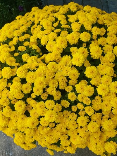 The image presents a close-up, high-angle view of a dense, spherical arrangement of small, bright yellow chrysanthemum flowers. The flowers entirely dominate the central and lower portions of the frame, appearing tightly packed with minimal dark green foliage visible between individual blooms. In the upper left background, a blurred area of dark green plant material, with a faint purple element, is discernible. The bottom and lower-left edges of the frame show a textured gray surface, consistent with concrete or pavement. No individuals, actions, or interactions are present. The specific location within 강화군, South Korea, is not discernible from the visual information provided.