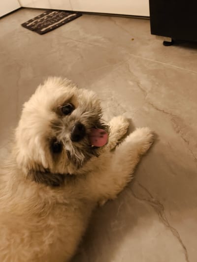 The media file displays a fluffy, light-colored dog lying on a tiled floor. The dog is facing the camera with its mouth open and tongue out, appearing to be panting or playful. Its fur is a mix of cream and light brown, with darker grey markings around its eyes and on its back. The eyes are dark and round, and the nose is black. The dog's paws are visible, with one paw extended towards the camera.

The setting appears to be indoors, as indicated by the tiled floor and the presence of what looks like a black cabinet or furniture leg in the background. A dark doormat with a white pattern is visible in the upper left corner of the image. The lighting suggests it could be daytime, but the interior setting makes it difficult to determine the exact time of day or weather conditions. The overall mood conveyed by the image is lighthearted and cheerful, due to the dog's playful expression. No visible text is present in the media file. The location context is Imus, Philippines.