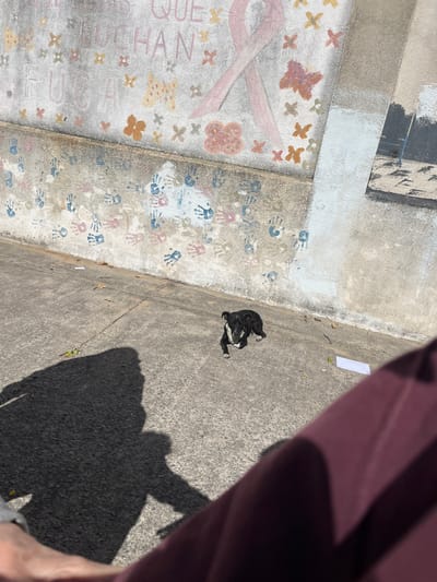 A top-down shot depicts a section of concrete ground, possibly a sidewalk or plaza, in Dock Sud, Argentina. Part of a mural with a pink ribbon and colorful handprints is visible to the left. A small black and white dog lies in the sun on the concrete to the right. A shadow, presumably of the photographer, is cast across the right side of the image, partially obscuring the concrete surface. A piece of paper lies discarded on the ground near the dog. The overall scene appears to be outdoors in daylight.