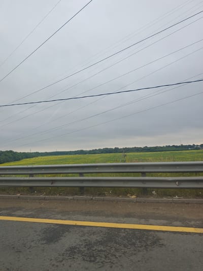 The image captures a roadside view near Strelkovo, Russia. A grey, overcast sky dominates the upper portion of the frame, crisscrossed by multiple power lines. Below the sky, a vast field of yellow flowers, likely sunflowers, stretches towards a distant tree line. A silver guardrail separates the field from the asphalt road in the foreground, which features a prominent yellow line. The environment appears rural, with no visible people or significant urban structures beyond the distant tree line.