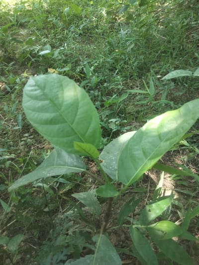 A young jackfruit plant with large, green leaves stands in a grassy, partially shaded area. The plant has a brown stem and several leaves of varying sizes. The surrounding environment consists of dirt and assorted greenery, including grasses and other plants. The location is Cotmerbo, Indonesia.