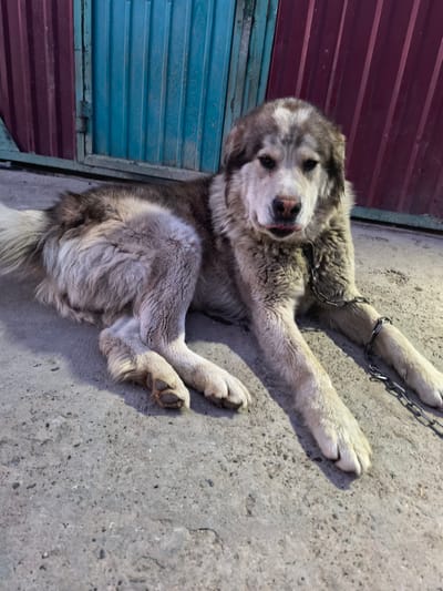 A chained, large, light-colored dog with dark markings on its face and back lies on a concrete surface in front of a corrugated metal fence. The fence is painted with vertical stripes of dark red and teal. The dog's tongue is slightly visible. The scene appears to be outdoors, possibly in an urban setting, given the fence. The lighting suggests it is either early morning or late afternoon.