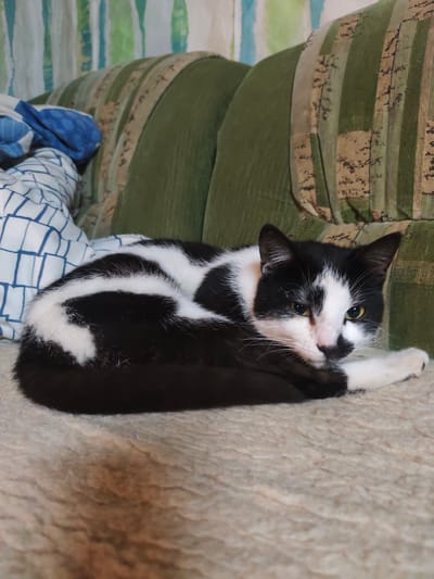 A black and white cat is curled up on a sofa. The cat is facing the camera and its eyes are open. The sofa is green and has a striped pattern. There are pillows on the sofa. The background is a wall with vertical stripes. The image was taken indoors.