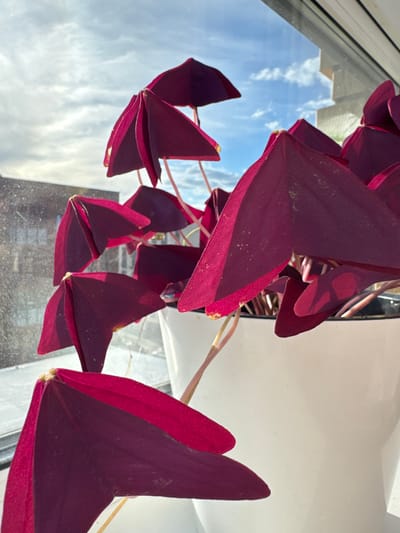 This media file shows a close-up, upward-facing view of a Oxalis triangularis plant, commonly known as a purple shamrock or butterfly plant. The plant's dark purple, triangular leaves are the primary subjects, several of which are folded in half, resembling butterfly wings. The leaves are delicate and show some signs of dust or pollen. Thin, light-colored stems connect the leaves, with one stem extending towards the right side of the frame.

The plant appears to be situated indoors, near a window. Through the window, a reflection of a bright blue sky with scattered white clouds is visible, suggesting it is daytime. The reflection also shows what appear to be buildings and rooftops. A white, textured surface, possibly a wall or ceiling, occupies the upper right portion of the frame, contrasting with the natural elements. The overall lighting suggests a bright, sunny day.

The image is taken from a low angle, looking up at the hanging plant. The focus is sharp on the leaves, with a shallow depth of field that blurs the background. There are no people visible in the media. The scene evokes a sense of calm and the beauty of nature brought indoors. No text is visible in the image. The context of Laikovo, Russia, provides a geographical setting for this indoor plant display.