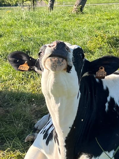 A black and white cow, likely a Holstein-Friesian, is shown resting or lying down in a vibrant green grassy field under bright, sunny daylight. The image is oriented vertically, showcasing the cow's head and upper body prominently. Its muzzle appears slightly wet or muddy, indicating recent grazing.
A light brown ear tag on the cow's left ear (viewer's right) clearly displays the number "0753" in black, with "LUXEMBOURG" partially visible above it. Another similar ear tag is present on its right ear. Numerous small white specks, likely flies, are visible on the cow's black coat and around its head. The field features patches of yellow wildflowers, and in the background, faint outlines of trees and distant structures suggest a rural setting. The scene captures a peaceful, sunny day in a pasture in Reckange-sur-Mess, Luxembourg.