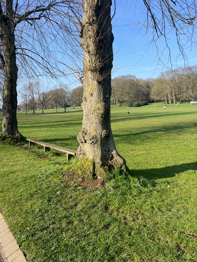 The image displays a scene within Lurgan Park, Lurgan, United Kingdom, on a clear, sunny day. The foreground is dominated by two large, mature deciduous trees with bare branches, positioned centrally and to the left. A simple, unpainted wooden bench, approximately 2 meters in length, is situated between the bases of these two trees, resting directly on the grass. The ground immediately surrounding the tree trunks exhibits exposed soil and patches of moss amidst the vibrant green grass. A light-colored paved pathway, possibly constructed from bricks or pavers, is partially visible in the lower-left corner of the frame. The midground extends into a wide, open expanse of meticulously maintained green lawn. Two human figures are distantly observed on the lawn; one on the left in darker attire, and another further right in lighter clothing, both appearing to be walking. The background consists of a dense treeline, composed primarily of bare deciduous trees, demarcating the park's boundary. The sky above is clear, unblemished, and bright blue. Strong sunlight casts distinct shadows from the foreground trees onto the grass, indicating a low to mid-day sun angle.