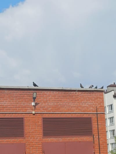 This media file depicts the exterior of a brick building under a clear, pale blue sky with scattered clouds. Several pigeons are perched on the ledge of the building, with one pigeon in flight near a streetlamp attached to the brick wall. The building features prominent vertical vents and what appears to be large, dark red doors or panels. The architecture suggests an urban or industrial setting, possibly a residential building or a utility structure. The lighting indicates it is daytime, with the sun casting shadows from the streetlamp. The overall scene is tranquil, with the pigeons appearing undisturbed. No text is visible in the image. The context provided places this scene in Elitnyi, Russia.