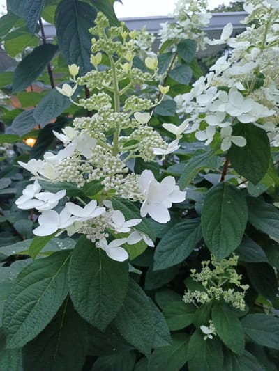 A close-up, vertical shot depicts a flowering shrub with large, white, lacecap-style flowers and clusters of small, white buds against a backdrop of dark green foliage. The flowers, some fully open and others partially bloomed, are arranged on tall, green stalks. The lighting suggests it is either early morning or late evening. The scene is outdoors, with a hint of a man-made structure in the upper right corner, possibly a building or fence. The image was taken in Lawrenceburg, United States.