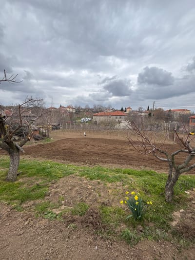 This image captures a wide-angle outdoor scene in Hliabovo, Bulgaria, under an overcast sky. The foreground features disturbed brown earth interspersed with patches of green grass and weeds. On the left, a mature deciduous tree with pruned, bare branches is partially visible. On the right, a smaller, similarly bare tree stands near a cluster of yellow daffodils in bloom. The midground is dominated by a large, rectangular plot of tilled brown soil, within which a single white stork stands upright. Behind this cultivated area, rows of bare grapevines are visible. The background reveals a village landscape with multiple single-story and two-story buildings, predominantly featuring red or terracotta-tiled roofs. Deciduous trees, mostly bare, are scattered among the structures. A white recreational vehicle is parked near buildings in the mid-distance. The horizon line is defined by distant structures and the cloudy sky.