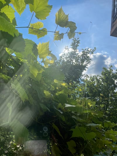 The image captures a close-up view of lush green grape leaves against a bright blue sky with scattered white clouds. The sun is shining brightly, creating lens flare and visible light streaks across the frame. In the background, the tops of trees are visible, suggesting an outdoor, natural setting. The scene appears to be in a garden or vineyard, possibly in the city of Солнечная Поляна, Russia, given the context. There are no people or animals visible in the image. The composition is dominated by the vibrant green foliage and the strong sunlight.