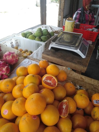 This image depicts a fruit stall located in Yae Tha Yauk, Myanmar. In the foreground, a substantial pile of oranges is displayed on a surface covered with cardboard, some bearing small pink circular stickers. Two of these oranges are cut in half, revealing red-pink internal flesh. To the immediate left of the oranges, several pink dragon fruits with green scale-like exteriors are visible. Further back, two white plastic crates contain produce: the upper crate holds numerous green mangoes, while the lower crate contains a quantity of small, round, yellow-orange citrus fruits. A white digital weighing scale with a silver platform rests on a wooden counter to the right of the crates. Behind the counter, a person, likely a vendor, is partially visible, wearing a red head covering and a plaid shirt. A yellow cylindrical container with a lid and two red plastic baskets are also present on the counter behind the scale. The background is brightly lit and indistinct, suggesting an open-air or semi-enclosed market setting.