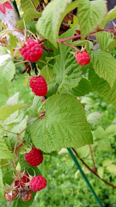 The image shows a close-up view of a raspberry bush with several ripe raspberries and green leaves. The raspberries are a vibrant red color, and some are still attached to the stems with their green sepals. The leaves are broad and serrated, with a slightly wrinkled texture. The background is a blur of green, suggesting a garden or natural outdoor setting. The image does not provide any specific information about the city of Дубовка, Russia.
