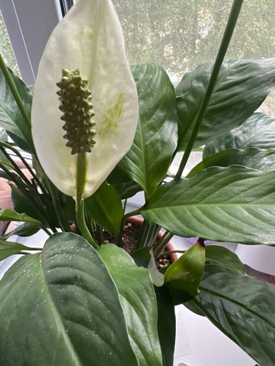 A close-up shot shows a peace lily plant with a prominent white spathe and a green spadix. The plant has large, dark green, glossy leaves with prominent veins. Some of the leaves have small white specks on their surface, possibly dust or mineral deposits. A brown terracotta pot is visible at the bottom of the frame, containing dark soil. The plant is positioned near a window, with a translucent curtain or screen in the background, through which blurred green foliage can be seen, suggesting an outdoor environment. The scene is likely indoors, with natural light filtering in from the window. No people are present. The location in the city of Asipovichy, Belarus is not discernible from the image.