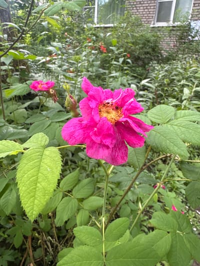 A close-up, vertical shot focuses on a vibrant pink rose bloom, its petals delicately unfurling amidst a lush, green garden. The rose, positioned slightly off-center to the right, displays intricate details of its stamens and pistil in the center. Behind it, another, less distinct pink bloom is visible, accompanied by a developing bud. Surrounding the flowers are numerous, large, serrated green leaves and thinner, thorny stems. In the background, a blurred brick building with a window can be seen, suggesting an urban or suburban setting. The overall environment appears to be a garden or natural area within the city of Kuzmolovskiy, Russia.