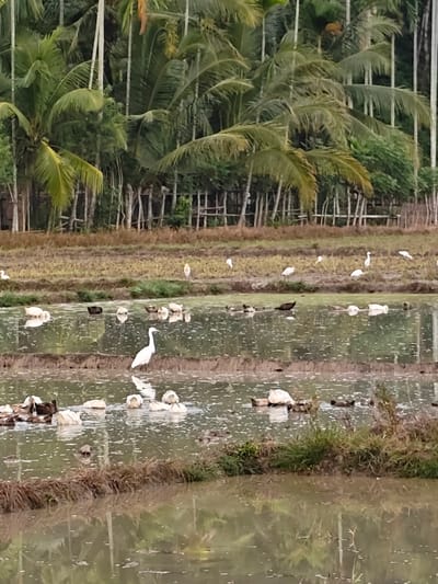 The image shows a flooded rice paddy field in Blangneubok, Indonesia. Tall palm trees line the background, with a wooden fence visible in the midground. Numerous white egrets and ducks are dispersed throughout the shallow water. The egrets are mostly standing, while the ducks are swimming or resting on the water's surface. The water reflects the surrounding foliage and sky. The terrain is uneven, with raised mounds of earth separating different sections of the paddy. There are no people visible in the scene. The overall impression is of a natural, agricultural landscape.