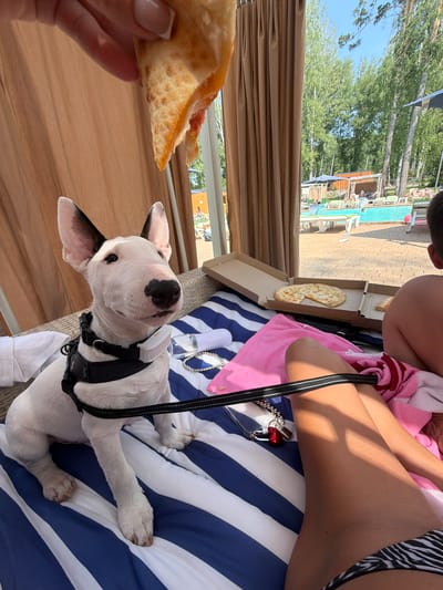 A white bull terrier puppy wearing a black harness sits on a striped lounge chair, looking up at a piece of pizza being held by a person's hand. The puppy has black markings on its ears and nose. Two opened pizza boxes are on the chair next to the dog, one with a whole pizza and the other with a slice. A pink towel and a person's legs in a black and white striped bikini are visible on the chair. In the background, a swimming pool and lounge chairs are visible, surrounded by trees and a blue sky. The scene appears to be at a resort or outdoor recreational area in Morozovo, Russia.