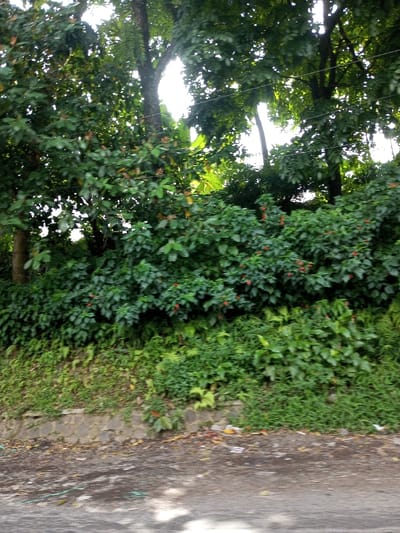 The image depicts a verdant, overgrown roadside scene in Viengthong, Laos, viewed from a slightly elevated perspective. In the foreground, a gray, paved surface, possibly a road or path, exhibits dark moisture stains and scattered light-colored debris. Directly behind this surface, a low retaining wall constructed from irregular, light-colored stones extends horizontally across the frame. Above the wall, an embankment rises, densely covered with a variety of green vegetation. This includes a layer of ferns and smaller plants at the base, transitioning into thicker bushes and shrubs further up. Many of these bushes are adorned with numerous small, red, berry-like fruits or flowers, particularly noticeable in the central and right sections. In the background, a dense canopy of tall trees dominates, featuring dark trunks and abundant green foliage. Bright, diffused sunlight penetrates through gaps in the canopy, creating bright highlights against the darker leaves and tree trunks. Faint horizontal lines, possibly utility wires, are discernible in the upper mid-ground. No people, animals, or explicit actions are visible within the frame.