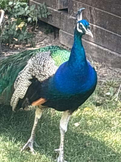 A peacock stands on a grassy area in front of a wooden fence. The peacock has iridescent blue and green feathers on its neck and chest, with white and black markings on its wings and tail. It has a crest of feathers on its head and a white stripe above its eye. The peacock is facing to the right, with its head slightly turned. The grass is green and appears to be somewhat dry in places. The wooden fence is made of weathered planks and runs horizontally across the background. There are some green leafy plants to the left of the fence. The lighting suggests it is daytime, with sunlight casting shadows on the ground. The image does not contain any information about Krasnovo, Bulgaria.