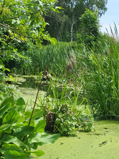 The image depicts a serene natural scene featuring a pond covered in a thick layer of bright green duckweed. Tall, lush green reeds and various other water plants densely surround the pond, creating a vibrant, overgrown ambiance. In the foreground, large, glossy green leaves of aquatic plants dominate the left side of the frame. The water's surface reflects the surrounding greenery and a bright sky with some clouds. A thin, vertical wooden stick stands in the water, partially obscured by vegetation. In the background, a birch tree with its distinctive white bark and dark markings is visible amidst a dense forest. The overall impression is one of a thriving, wild wetland ecosystem. The scene's location in the city of Zolotonosha, Ukraine, suggests it is likely a natural area or park within or on the outskirts of the urban environment. No people or animals are clearly identifiable in the image.