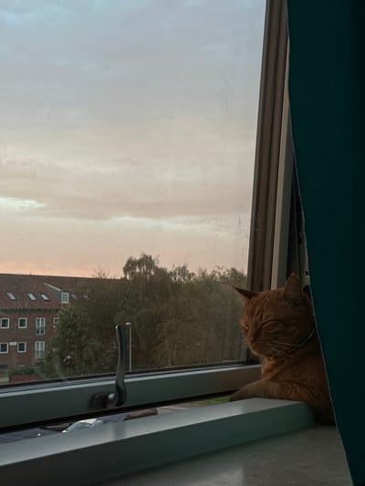 An orange tabby cat with its eyes closed rests on a windowsill, gazing out at a view of buildings and trees under a cloudy sky at dusk. The cat is wearing a thin collar. The windowsill is gray and white, with a black window latch visible. The background shows a building with a red tiled roof and multiple windows, interspersed with green trees. A portion of a dark teal curtain is visible on the right side of the frame. The image appears to be taken indoors, looking out a window. The perspective suggests the location is an urban or suburban area, possibly Roskilde, Denmark.