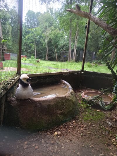 The image depicts a bird, possibly a Black-collared Starling, perched near a shallow, water-filled concrete basin inside a caged enclosure. The bird has white plumage on its head and a dark collar. The enclosure is surrounded by a wire fence with a backdrop of trees, suggesting an outdoor aviary or zoo environment. There's another smaller bowl with water to the right. The ground is dirt with moss and small pebbles. The location is Takdat, Thailand.